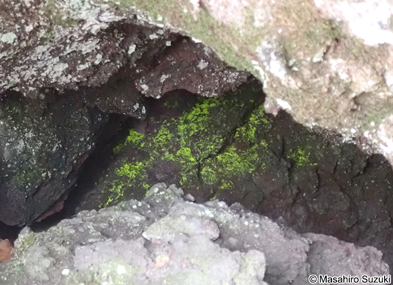 ヒカリゴケ Schistostega pennata