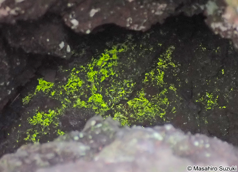 ヒカリゴケ Schistostega pennata