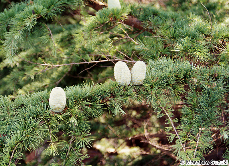 ヒマラヤスギ Cedrus deodara