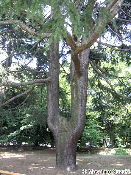 ヒマラヤスギ Cedrus deodara