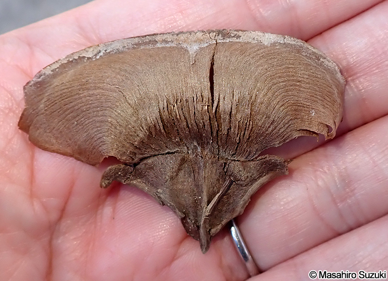 ヒマラヤスギ Cedrus deodara