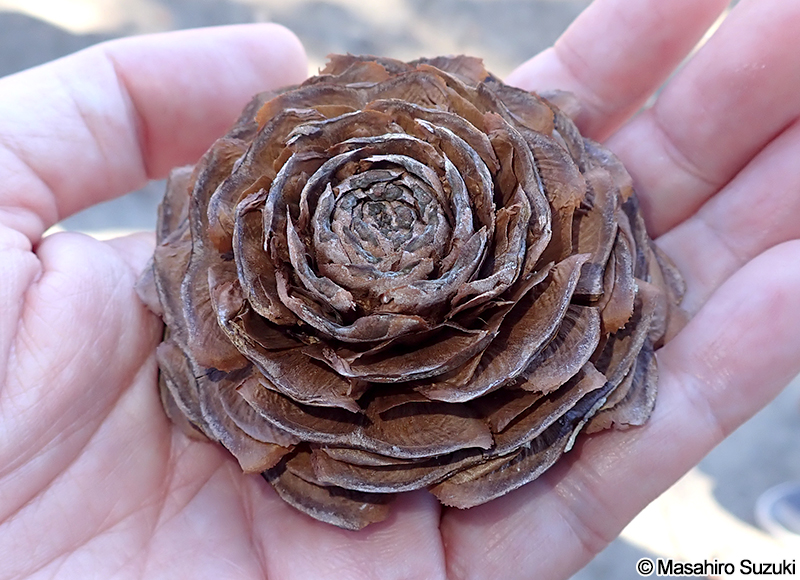 ヒマラヤスギ Cedrus deodara