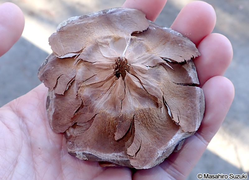 ヒマラヤスギ Cedrus deodara