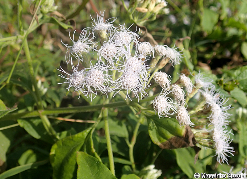 ヒマワリヒヨドリ Chromolaena odorata