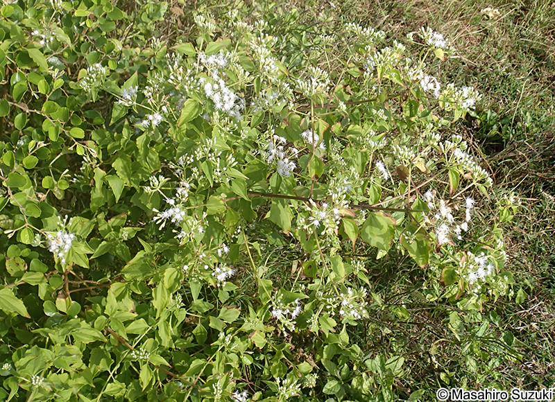 ヒマワリヒヨドリ Chromolaena odorata