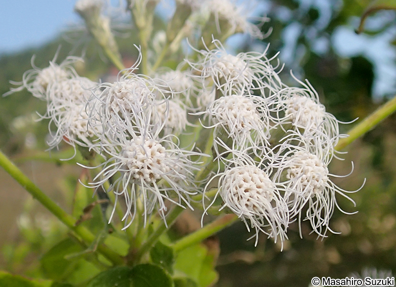 ヒマワリヒヨドリ Chromolaena odorata