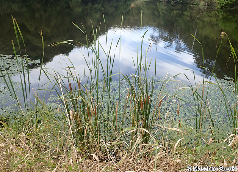 ヒメガマ Typha angustifolia