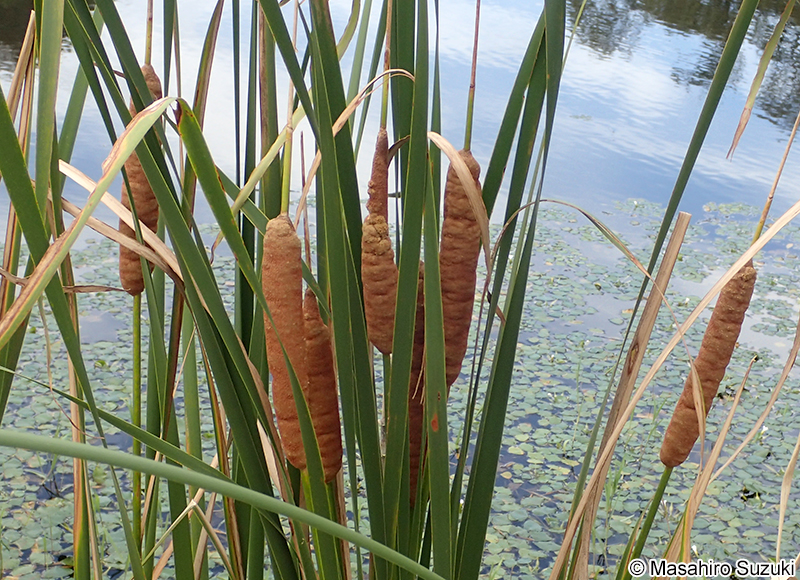 ヒメガマ Typha angustifolia