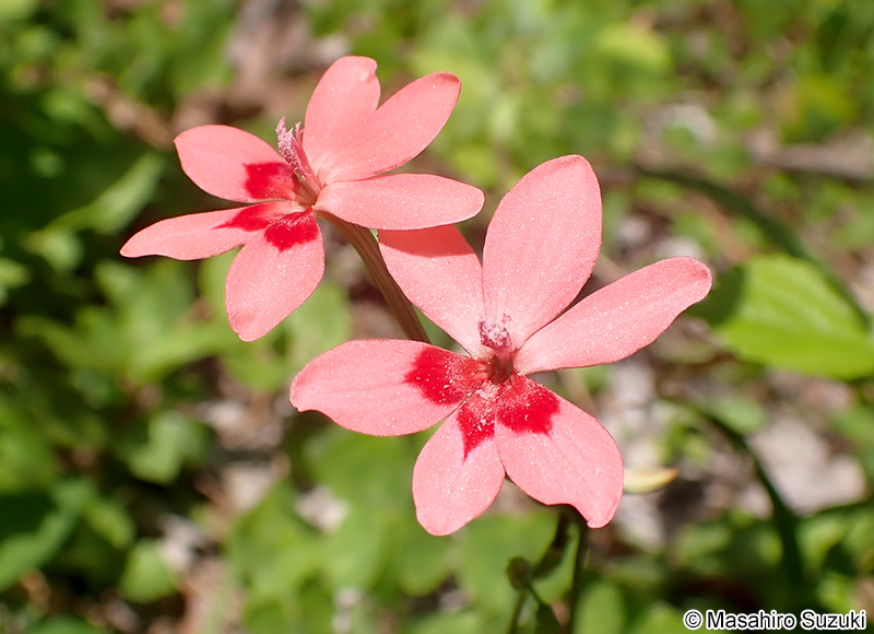 ヒメヒオウギ Freesia laxa