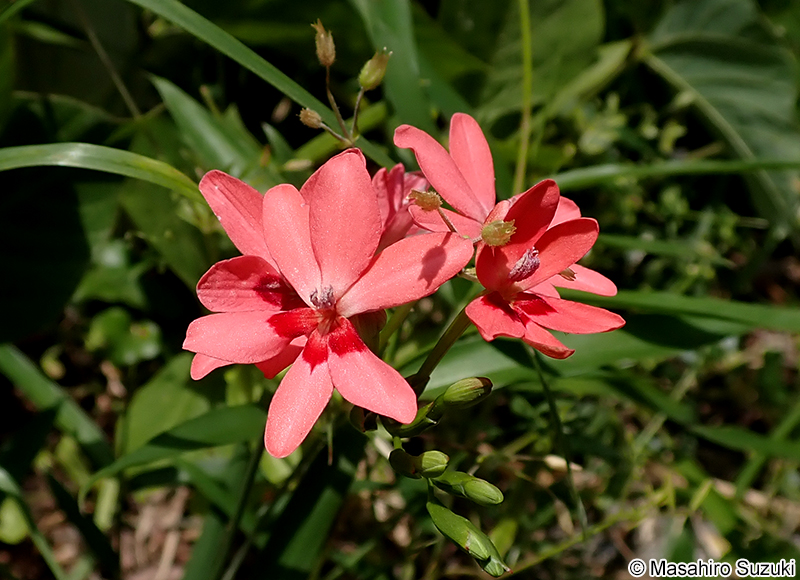 ヒメヒオウギ Freesia laxa