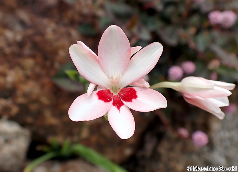 ヒメヒオウギ Freesia laxa