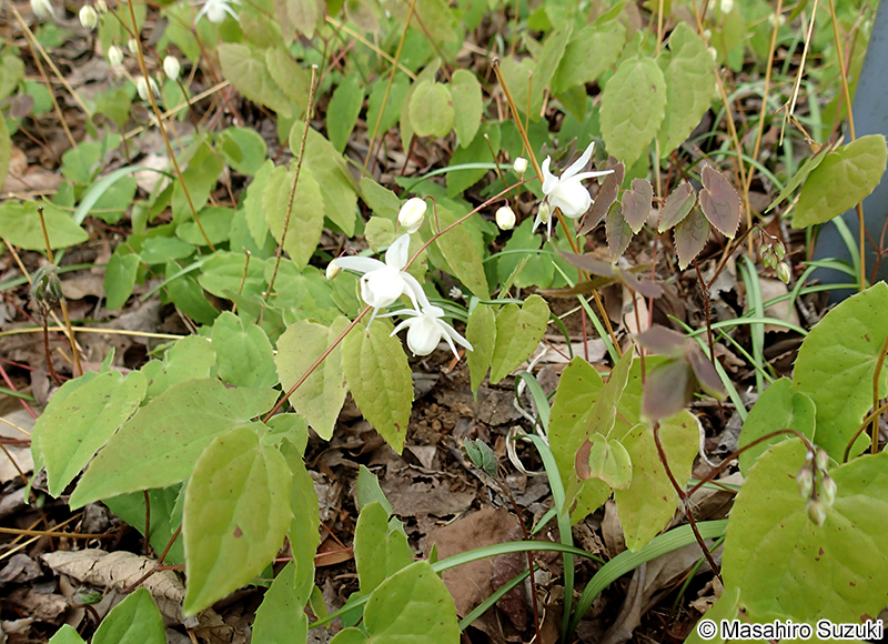 ヒメイカリソウ Epimedium trifoliatobinatum