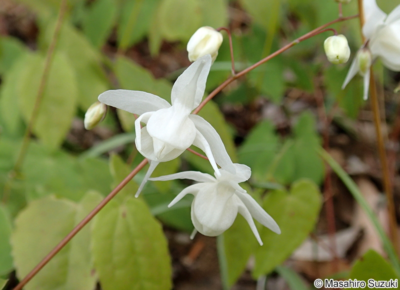 ヒメイカリソウ Epimedium trifoliatobinatum