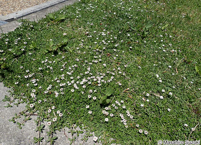 ヒメイワダレソウ Phyla nodiflora var. minor