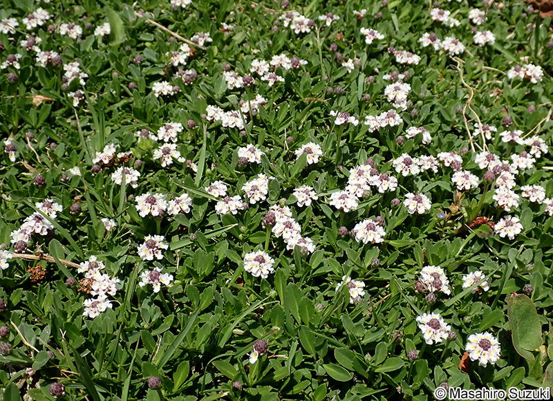 ヒメイワダレソウ Phyla nodiflora var. minor