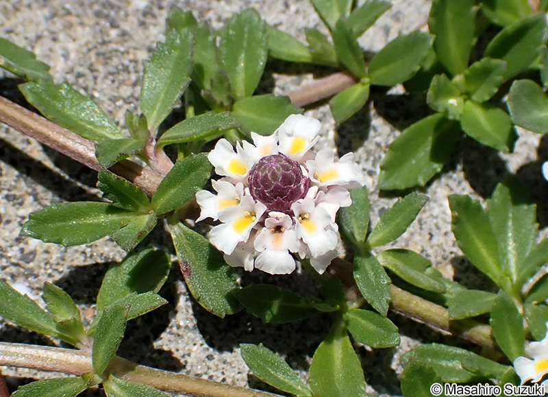 ヒメイワダレソウ Phyla nodiflora var. minor