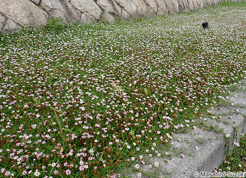ヒメイワダレソウ Phyla nodiflora var. minor