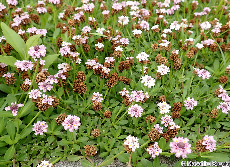 ヒメイワダレソウ Phyla nodiflora var. minor