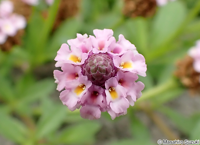 ヒメイワダレソウ Phyla nodiflora var. minor