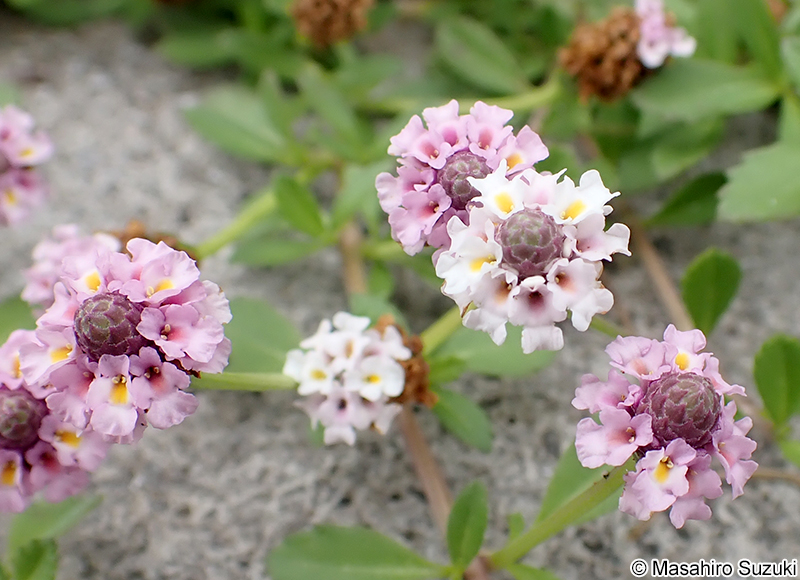 ヒメイワダレソウ Phyla nodiflora var. minor