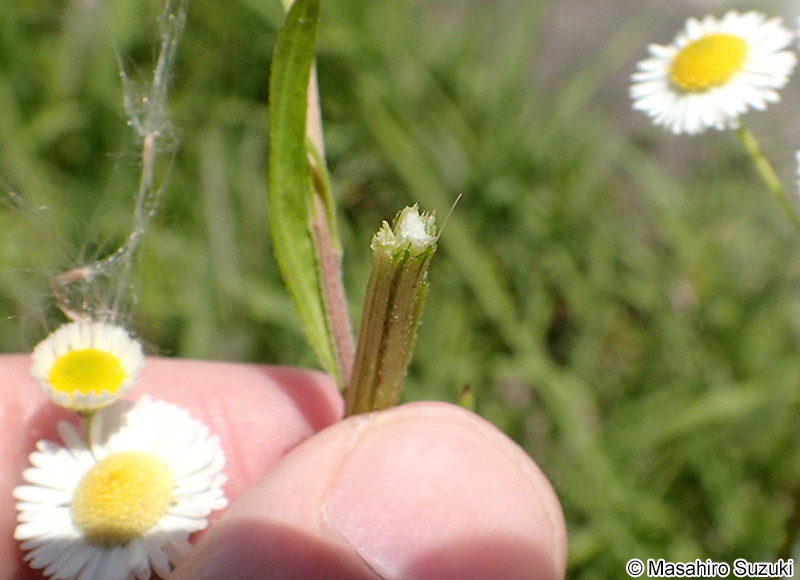 ヒメジョオン Erigeron annuus