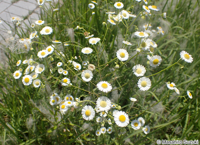 ヒメジョオン Erigeron annuus