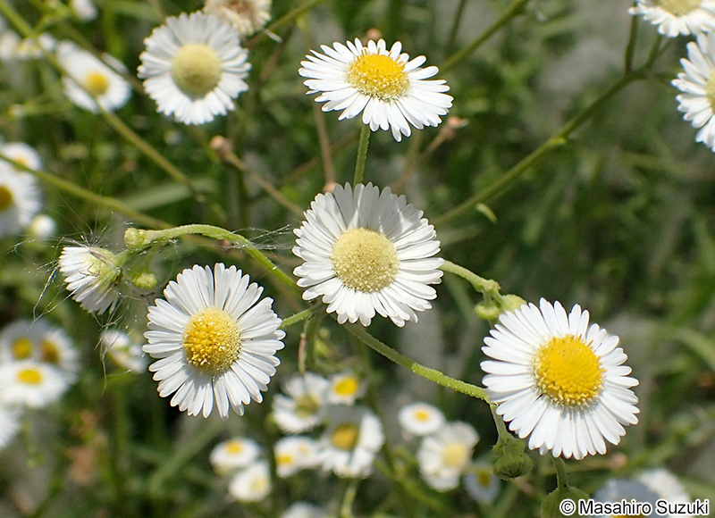ヒメジョオン Erigeron annuus