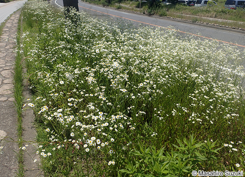 ヒメジョオン Erigeron annuus