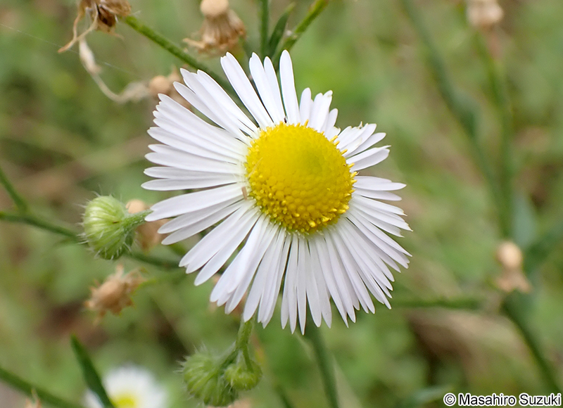 ヒメジョオン Erigeron annuus