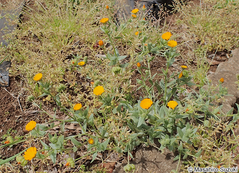 ヒメキンセンカ Calendula arvensis