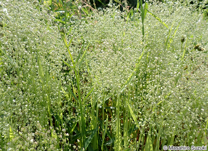 ヒメコバンソウ Briza minor