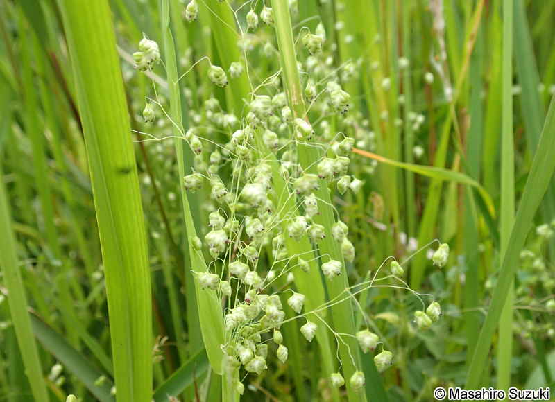 ヒメコバンソウ Briza minor