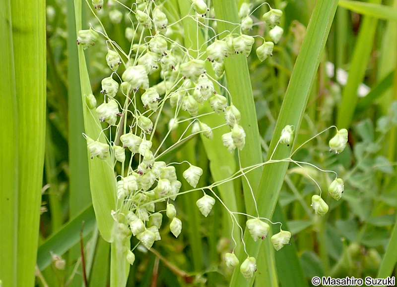 ヒメコバンソウの小穂