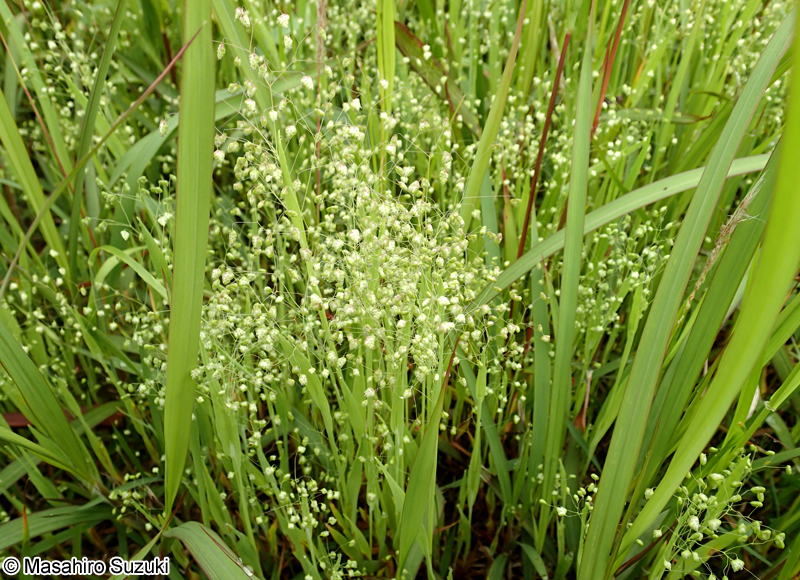 ヒメコバンソウ Briza minor