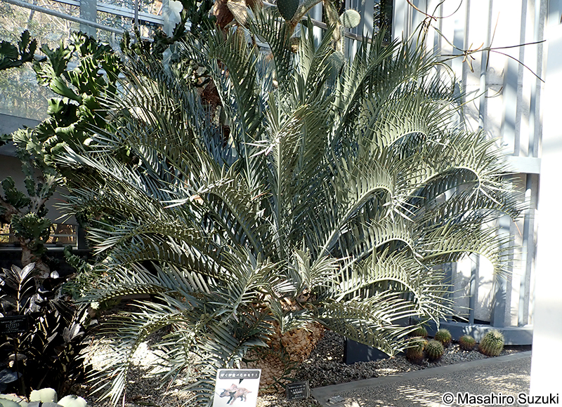 ヒメオニソテツ Encephalartos horridus