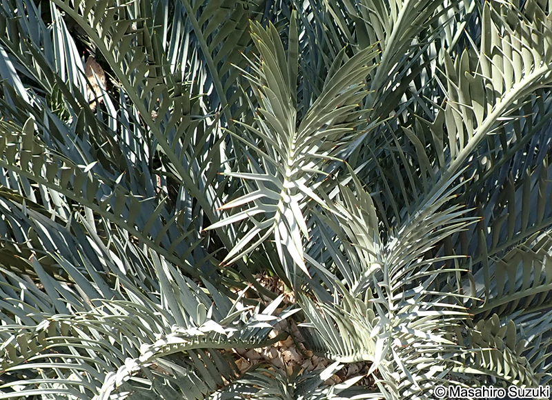 ヒメオニソテツ Encephalartos horridus