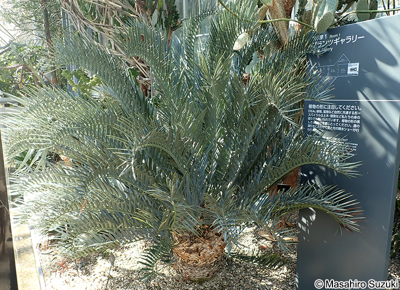 ヒメオニソテツ Encephalartos horridus