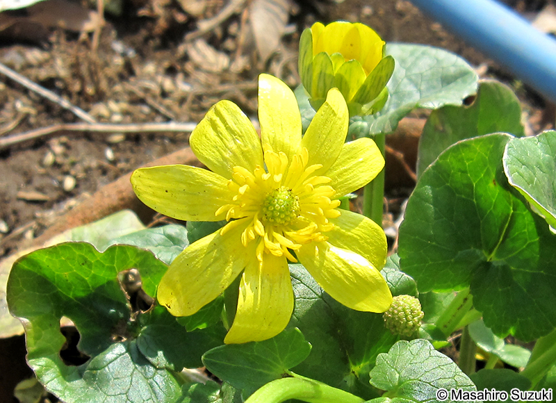 キクザキリュウキンカ Ficaria verna