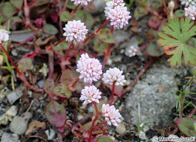 ヒメツルソバ Persicaria capitata