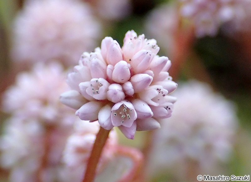 ヒメツルソバ Persicaria capitata