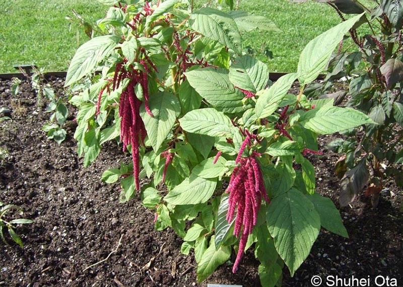 ヒモゲイトウ Amaranthus caudatus