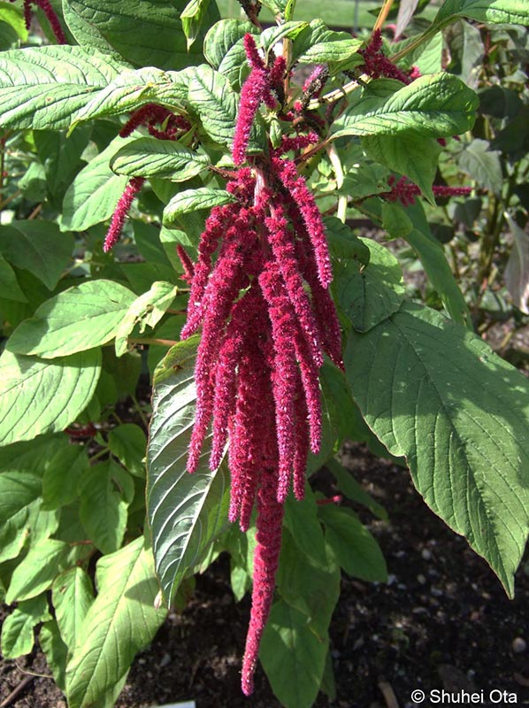 ヒモゲイトウ Amaranthus caudatus