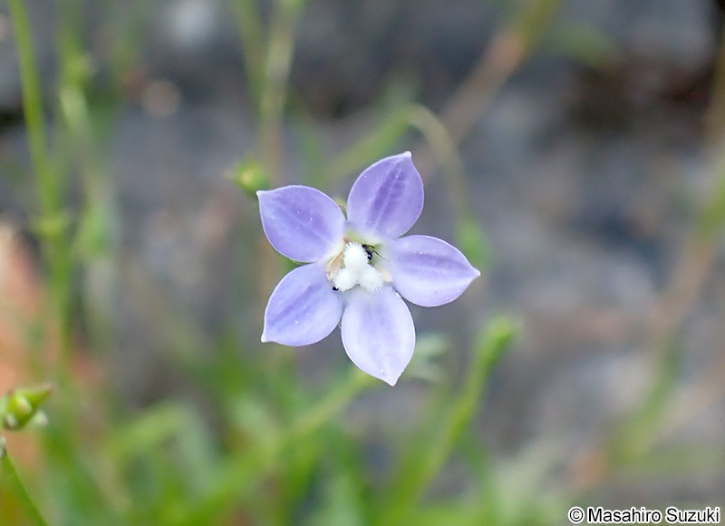 ヒナギキョウ Wahlenbergia marginata