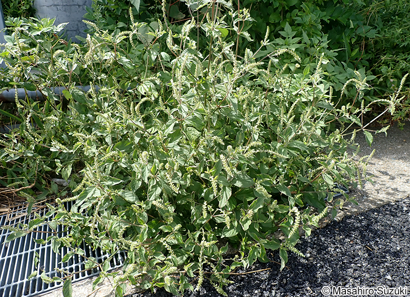 ヒナタイノコヅチ Achyranthes bidentata var. fauriei