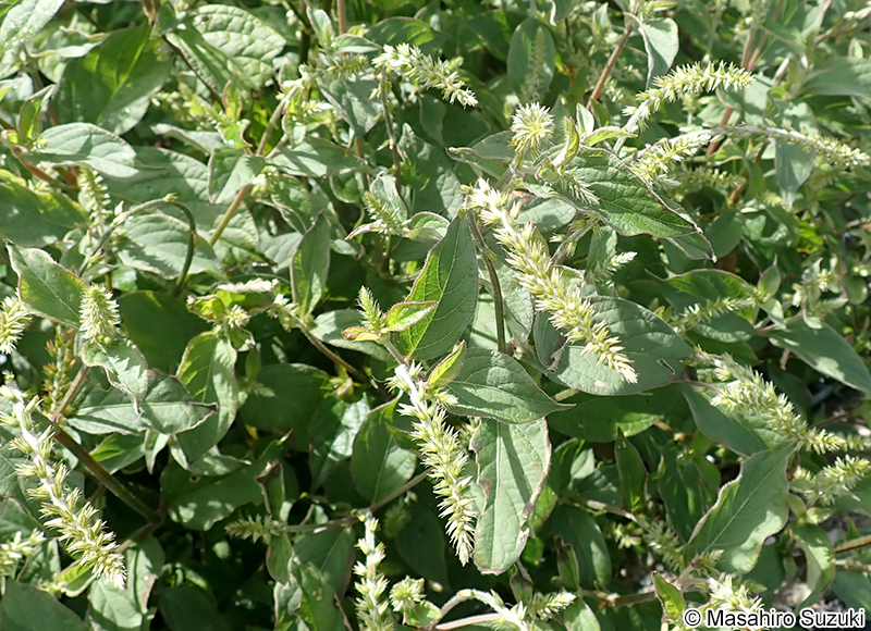 ヒナタイノコヅチ Achyranthes bidentata var. fauriei
