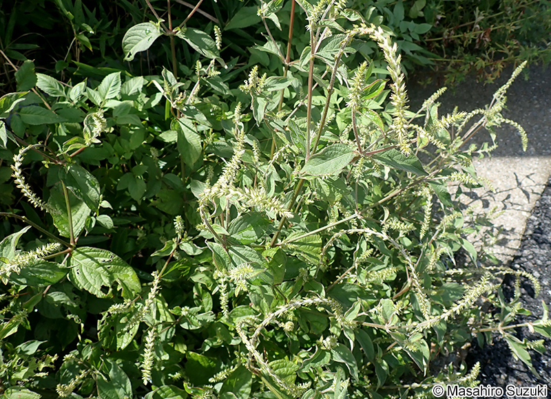 ヒナタイノコヅチ Achyranthes bidentata var. fauriei