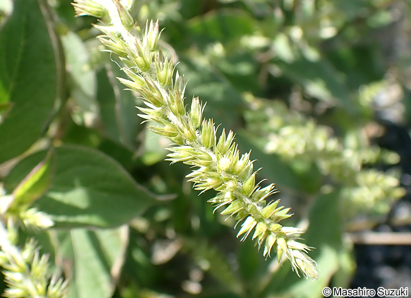 ヒナタイノコヅチ Achyranthes bidentata var. fauriei