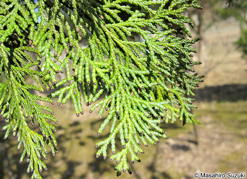 ヒノキ Chamaecyparis obtusa
