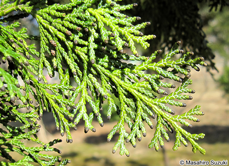 ヒノキ Chamaecyparis obtusa