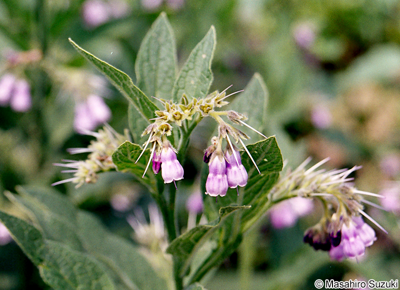 ヒレハリソウ Symphytum officinale